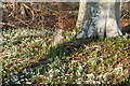 Snowdrops at Poyntzfield