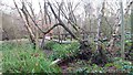 Boardwalk in Moseley Bog