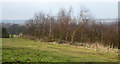 Birch trees beyond paddock