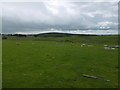 Improved pasture, Moyne Moor