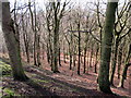 Woodland in winter