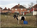 Forlorn pony on wasteland at Moorends (I)