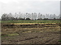 The Black Drain and trees along a field boundary