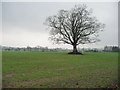 NZ1109 : Winter tree at Dalton Fields by Christine Johnstone