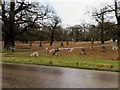 TQ1973 : Deer grazing by Sawyer's Hill by Steve Daniels