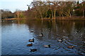 Ducks on Highams Park lake