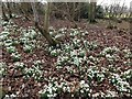 NZ1165 : Snowdrops in West Wood by Andrew Curtis