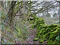 SK0843 : Footpath by a mossy wall by Ian Calderwood