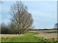 On Woolwich Common