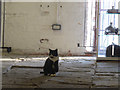 SE3231 : Thwaite Mills: the resident cat by Stephen Craven