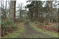 Woodland Path, Darley Plantation