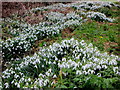 Roadside Snowdrops