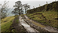 Muddy farm route near to Cawder Hall Farm