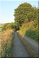 Lane near Coombe Farm