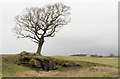 Tree perched above rocks