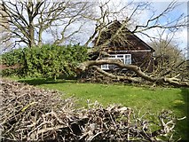 SO8742 : Tree fallen on Earl's Croome Village Hall #5 by Philip Halling