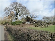 SO8742 : Tree fallen on Earl's Croome Village Hall #7 by Philip Halling