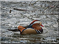 TQ2896 : Mandarin Duck, Trent Park, Cockfosters by Christine Matthews