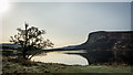 NC8409 : Tree on the shore of Loch Brora by Peter Moore
