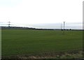 Fields and Pylons by Robin Lane