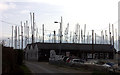 Oyster bar and masts