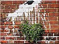 Wall in Waterworks Road, Hastings