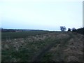 Path and Fields near Shafton