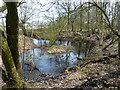 Pond, Conduit Wood