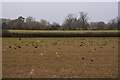SO7203 : Stroud District : Grassy Field by Lewis Clarke