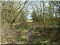 Footpath through Conduit Wood