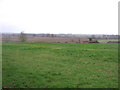 Grazing, Wykin Hall Farm