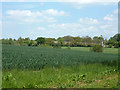 Wheat field near Sheering Hall