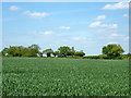 Wheat field north of Bannister Green - Frenches Green road