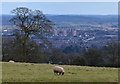 Sheep next to Trimpley Lane