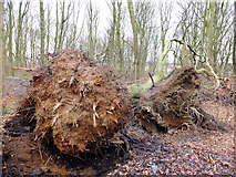 SD5201 : Storm Doris Fells Three Trees in Billinge Plantation by Gary Rogers