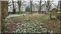 NY8465 : Snowdrops in the churchyard at Haydon Old Church by Clive Nicholson