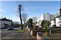 Pollarded tree on Warwick Road