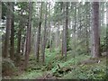 Mature conifers, Fort Augustus