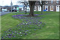 Crocuses, Girvan