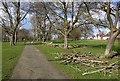 Storm damage on Braunstone Park