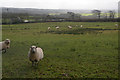 North Devon : Grassy Field & Sheep