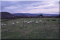 Sheep above Tywyn