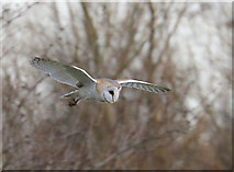 TL5370 : Barn owl near Upware by Bob Jones
