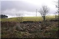 Field and stripwood, Burnhead