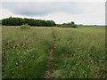 Grassy area, Fakenham Industrial Estate