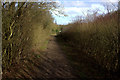 Nickey Line path near Redbourn