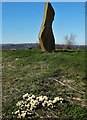 Standing stone and crocuses - Sheffield Park