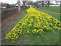 Daffodils in North Acton playing fields