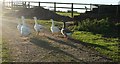 Geese near Yelland Moor