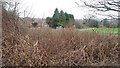 Japanese Knotweed at Shalnecote Grove